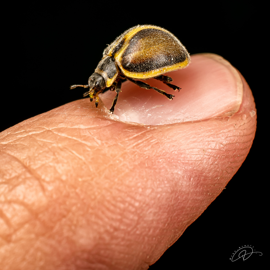Epilachna Lady Beetles