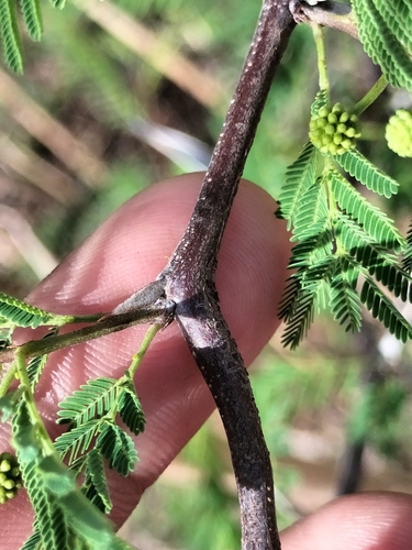 Image of Vachellia campeachiana by no rights reserved