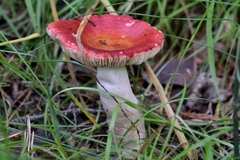 Russula paludosa