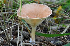 Clitocybe gibba image