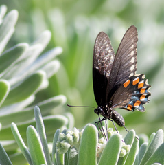 Battus philenor acauda