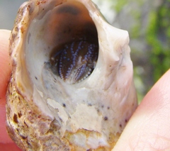 Pagurus novizealandiae