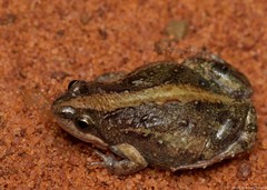 Cacosternum boettgeri