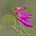 American Purple Vetch - Photo (c) Jerry Oldenettel, some rights reserved (CC BY-NC-SA)