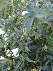 Distimake quinquefolius
