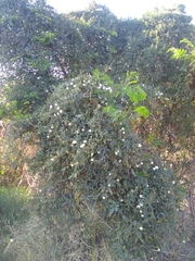 Distimake quinquefolius