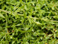 Stellaria crassifolia