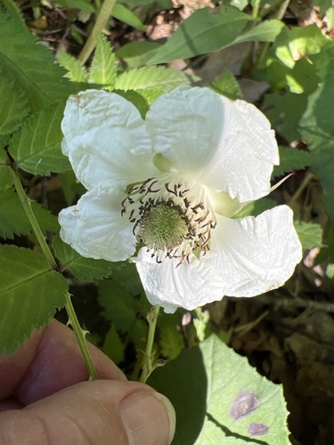 Foto de Framboesa-silvestre