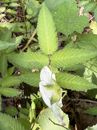 Foto de Framboesa-silvestre