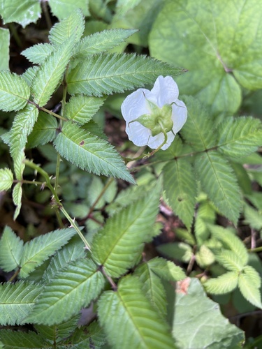 Foto de Framboesa-silvestre
