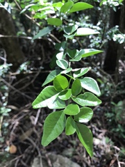 Triphasia trifolia