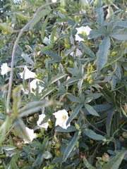 Distimake quinquefolius