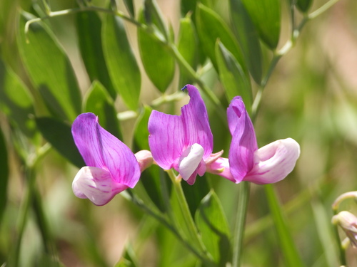 Image of Lathyrus eucosmus by (c) Jared Shorma, some rights reserved (CC BY)