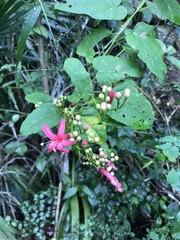 Ipomoea repanda
