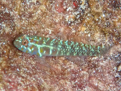 Polkadot Dwarfgoby photo 3