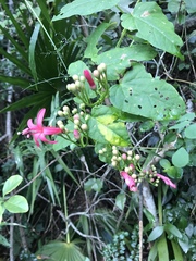 Ipomoea repanda