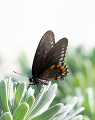 Battus philenor acauda