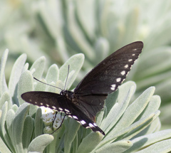 Battus philenor acauda