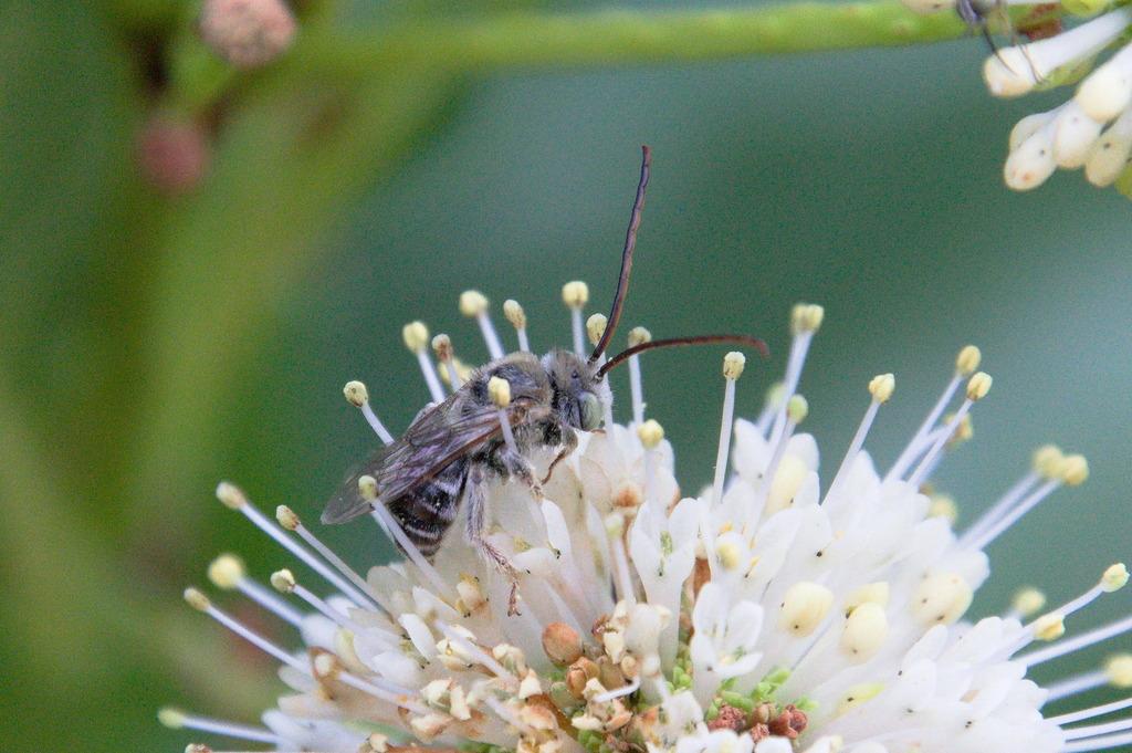 Parosela Long-horned Bee