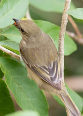 Spindalis zena benedicti