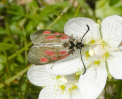 Zygaena exulans