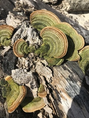 Trametes polyzona