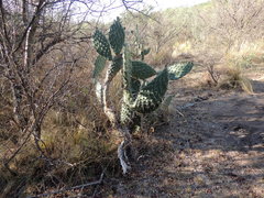 Opuntia amyclaea