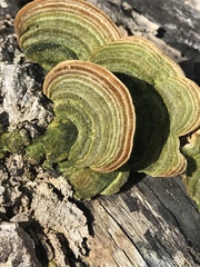 Trametes polyzona