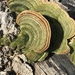 Trametes polyzona - Photo (c) Pam Borso, some rights reserved (CC BY-NC), uploaded by Pam Borso