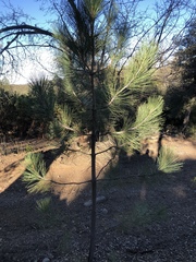 Pinus coulteri