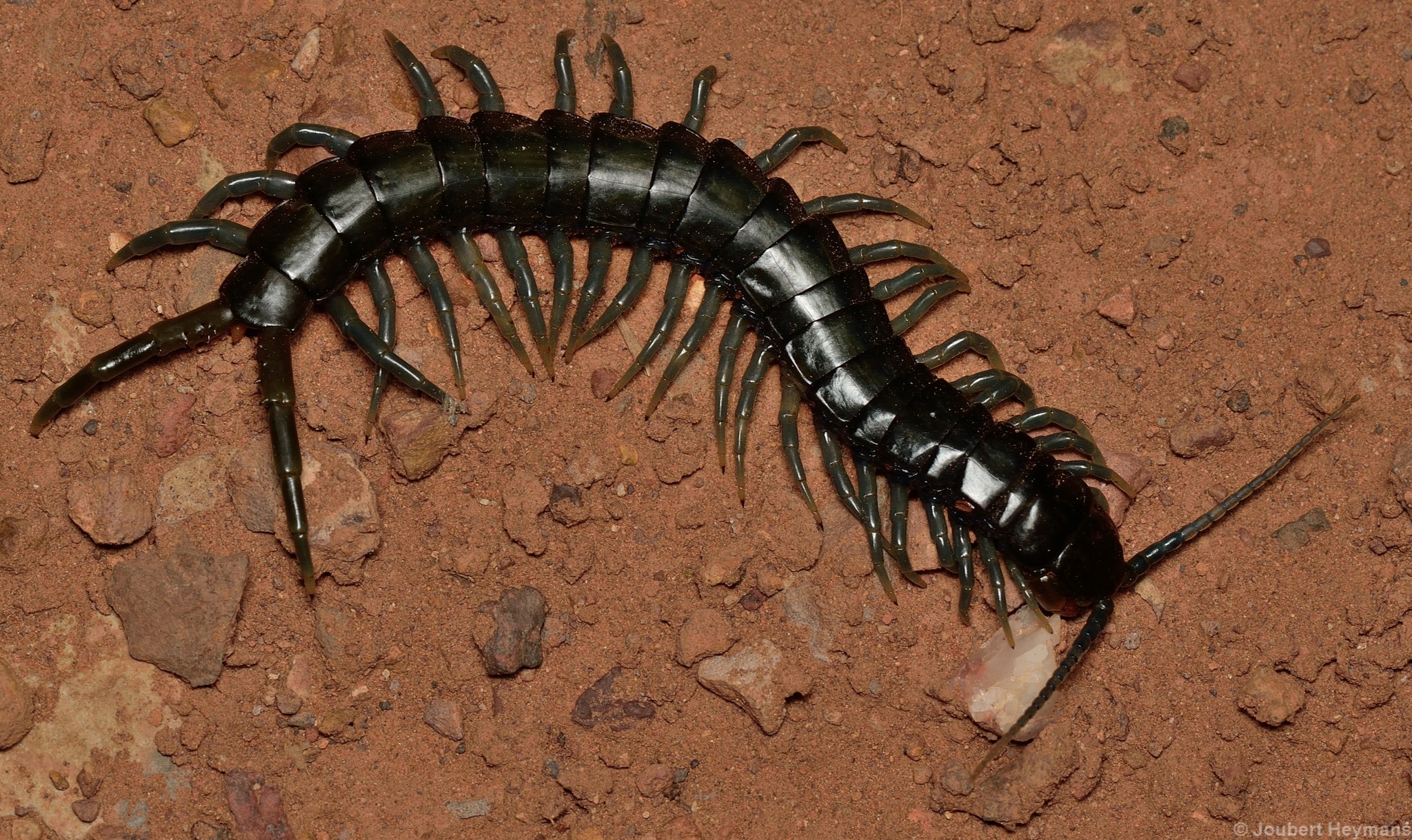 giant african centipede