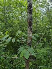 Fraxinus nigra image