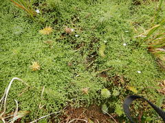 Stellaria crassifolia