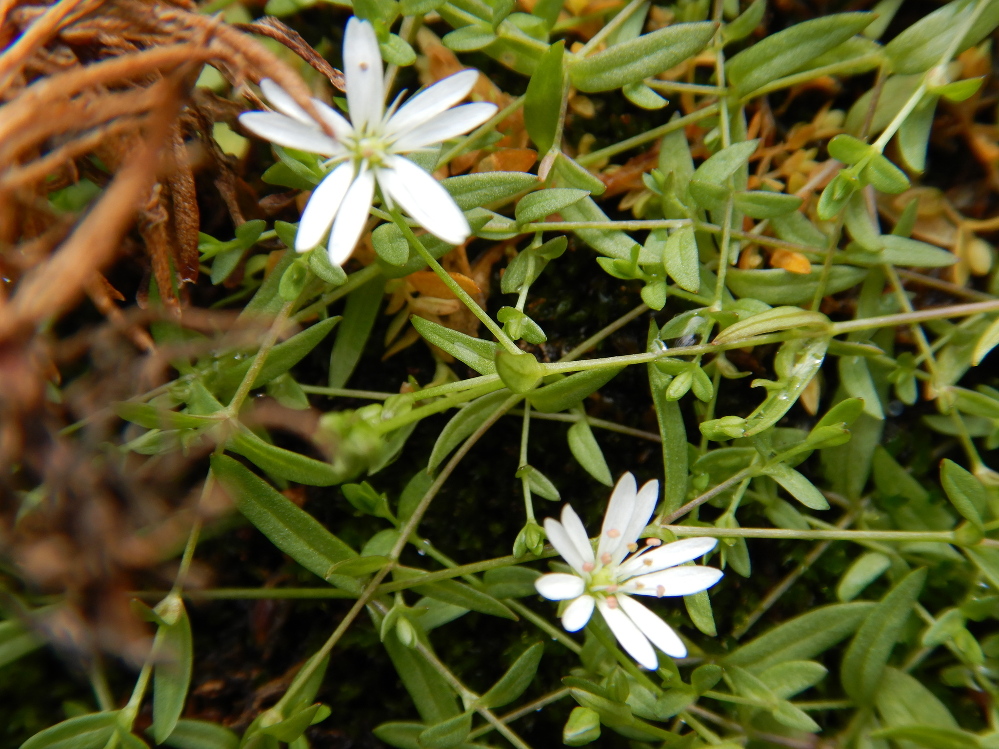 Stellaria crassifolia