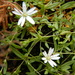 Stellaria crassifolia - Photo (c) jozien, algunos derechos reservados (CC BY-NC), subido por jozien