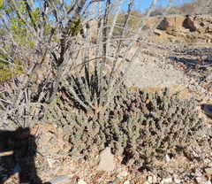 Grusonia