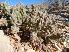 Grusonia