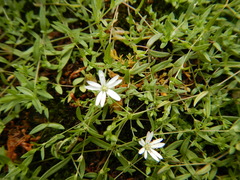 Stellaria crassifolia