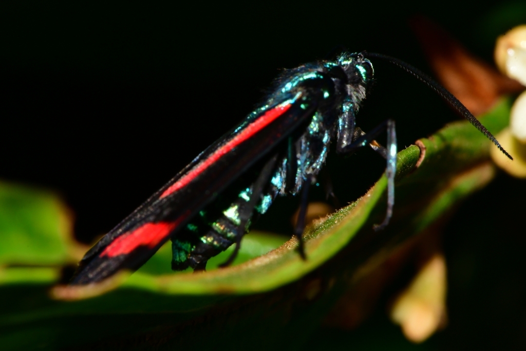 Cyanopepla jucunda