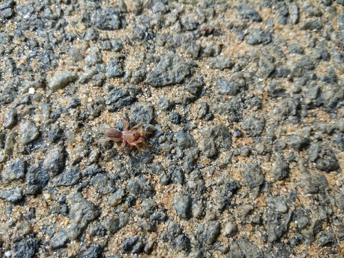 Idiopidae