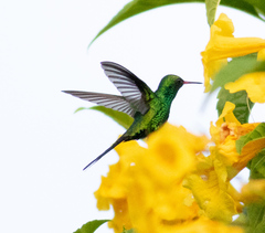Cynanthus forficatus