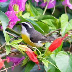 Coereba flaveola caboti