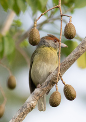 Cyclarhis gujanensis insularis