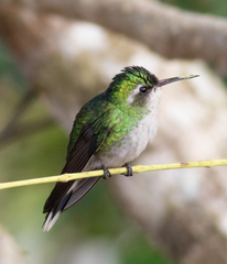 Cynanthus forficatus