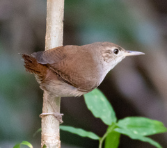 Troglodytes aedon beani