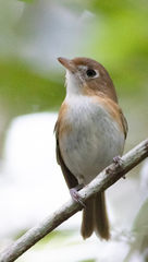Vireo bairdi