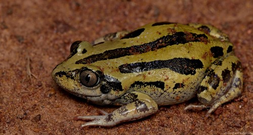 Senegal Running Frog