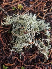 Ramalina subleptocarpha