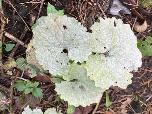 Erysiphe alliariicola