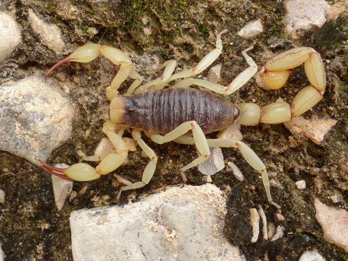 Hoffmannihadrurus aztecus